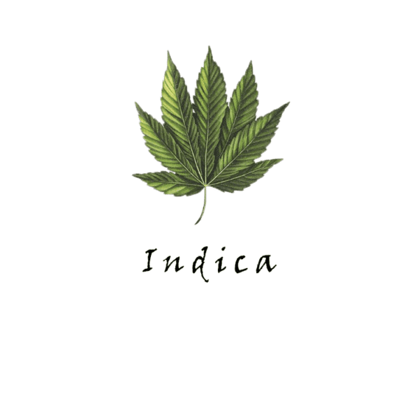 Indica