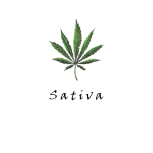 Sativa