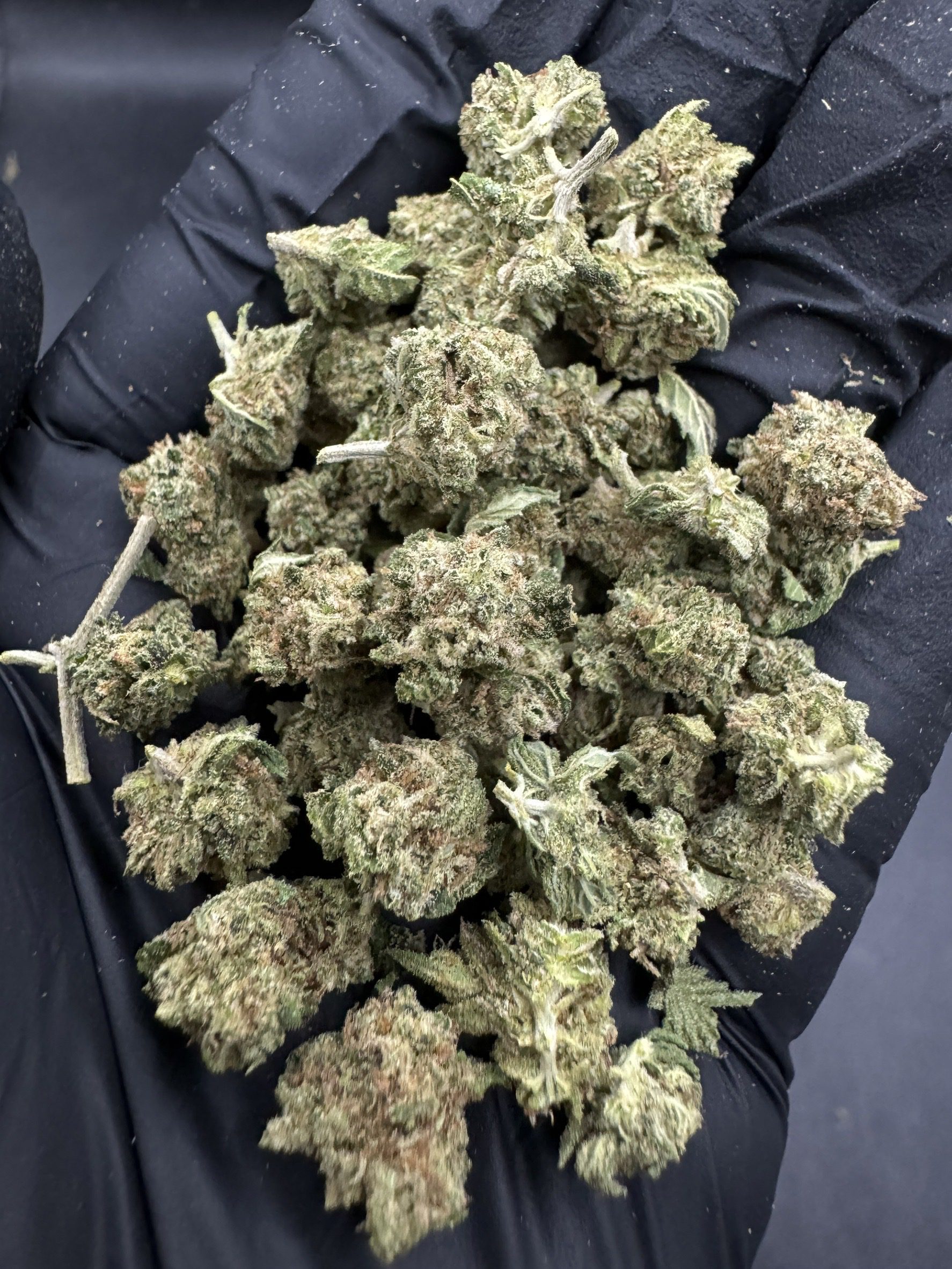 V6 Haze ( Pop )