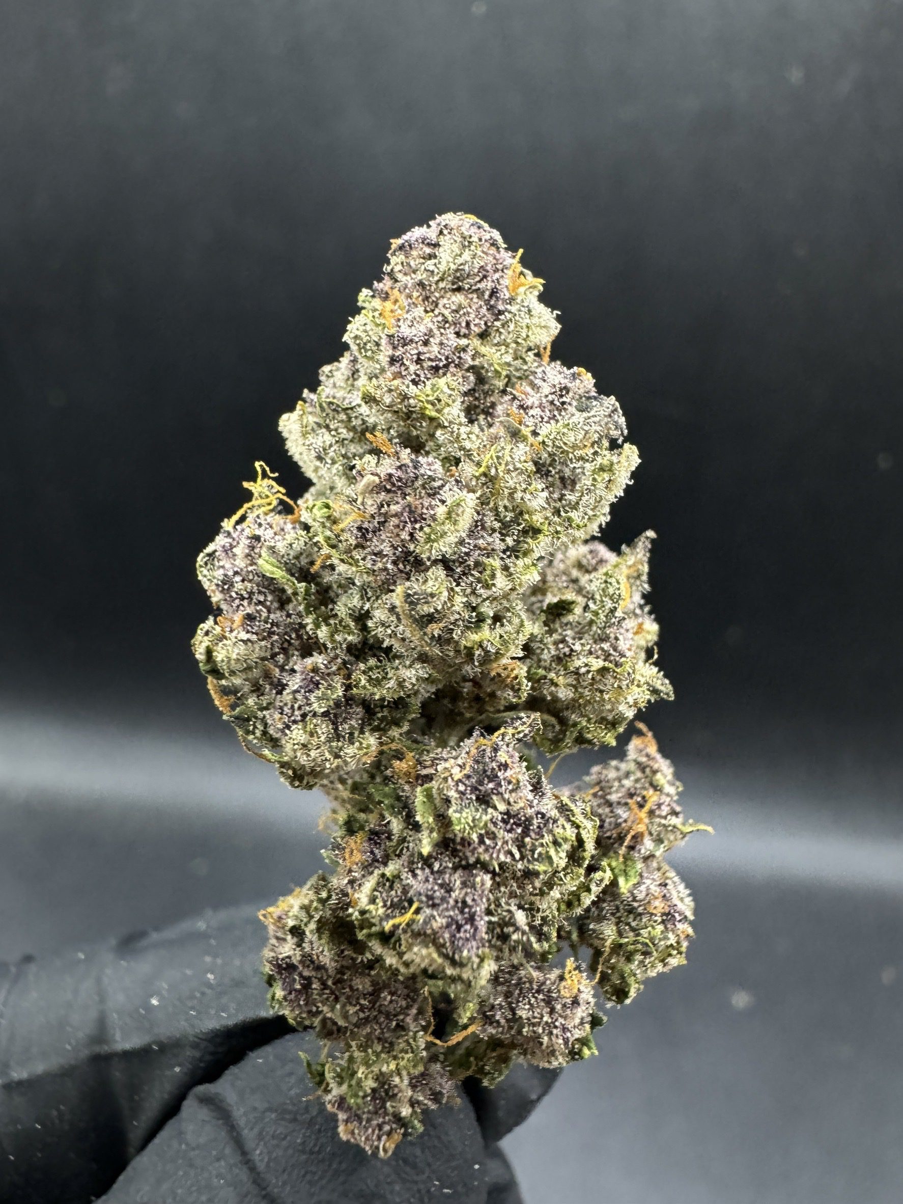 Strawberry Gorilla