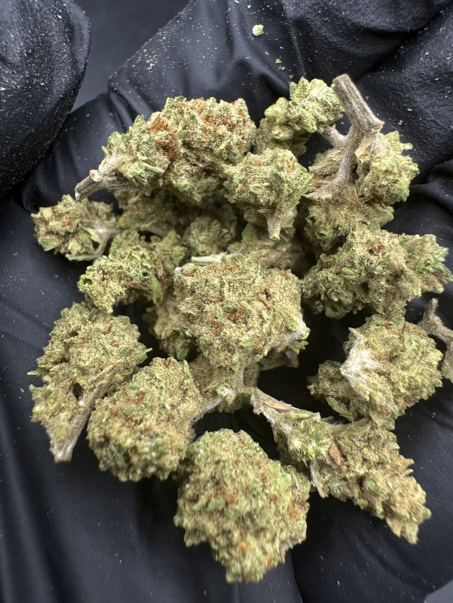 Gelato ( Pop )