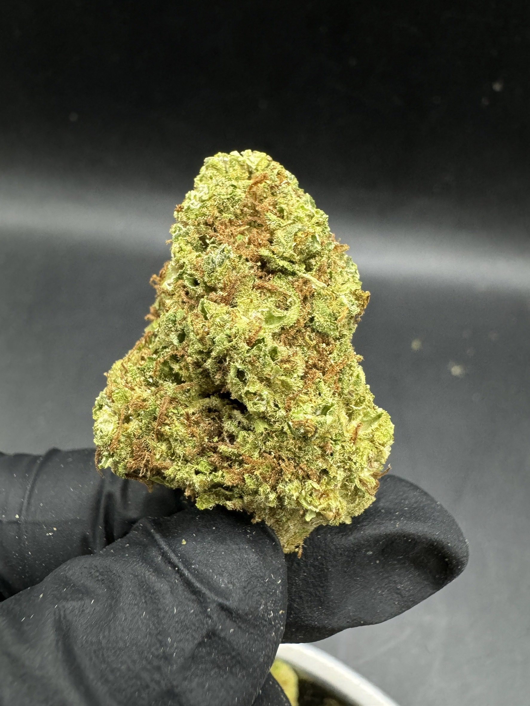 Bubble Gum