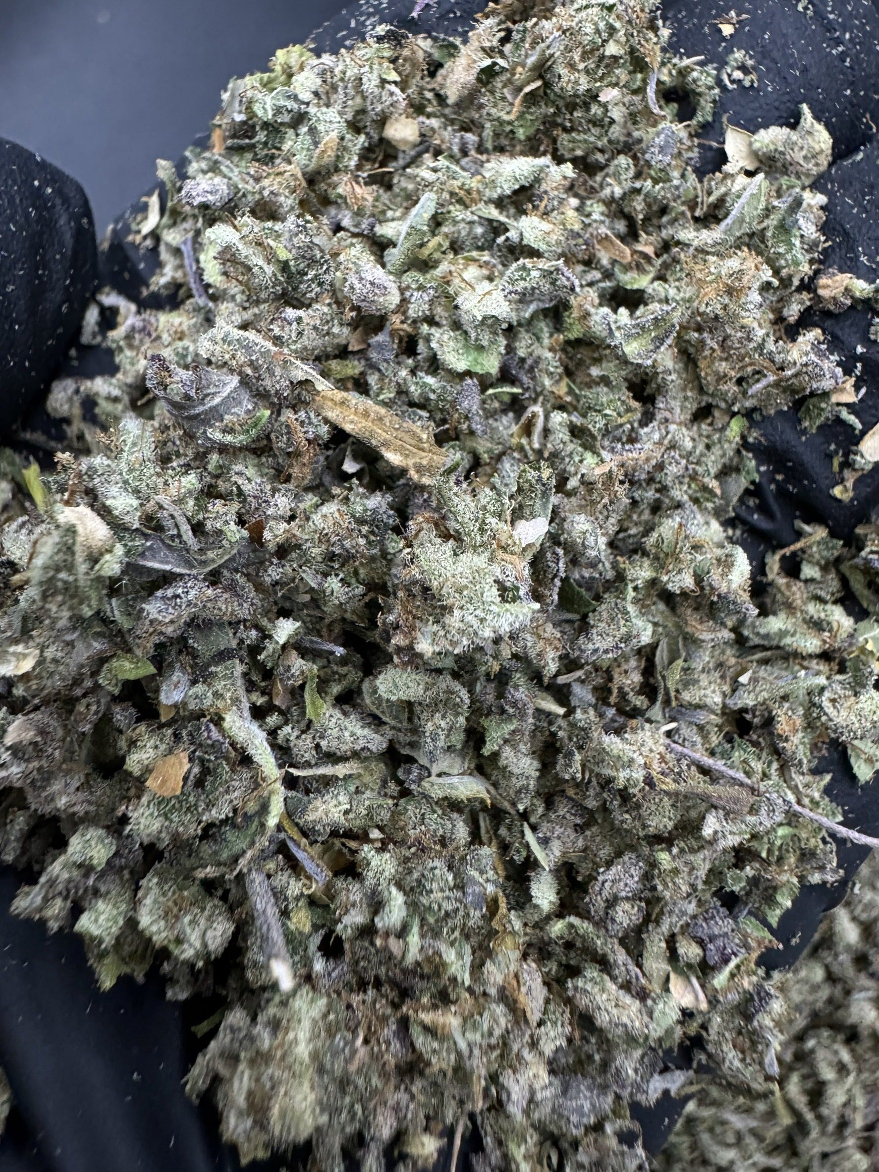 Trim Grand Master Sexy