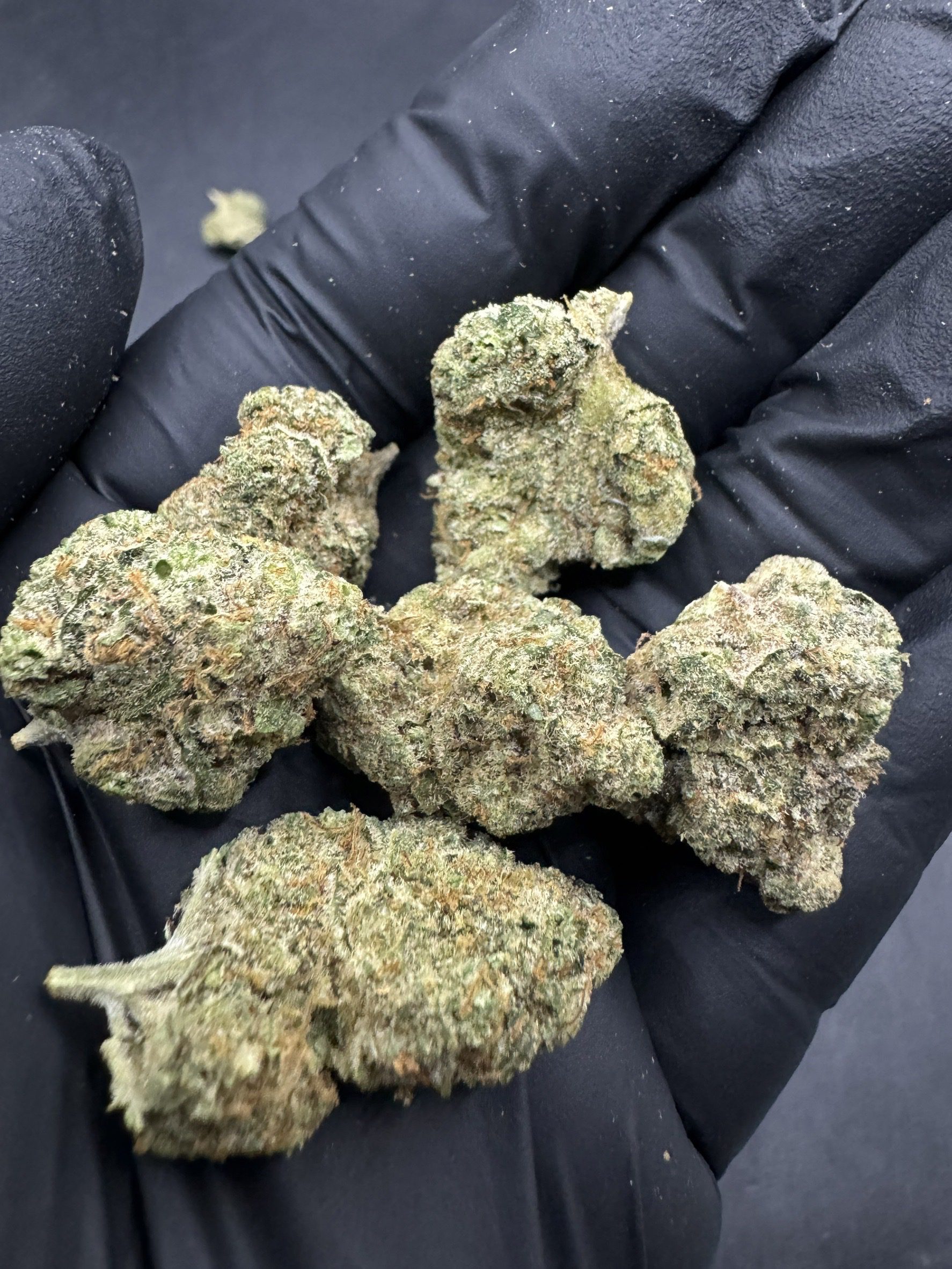 Gorilla Delight ( Pop )