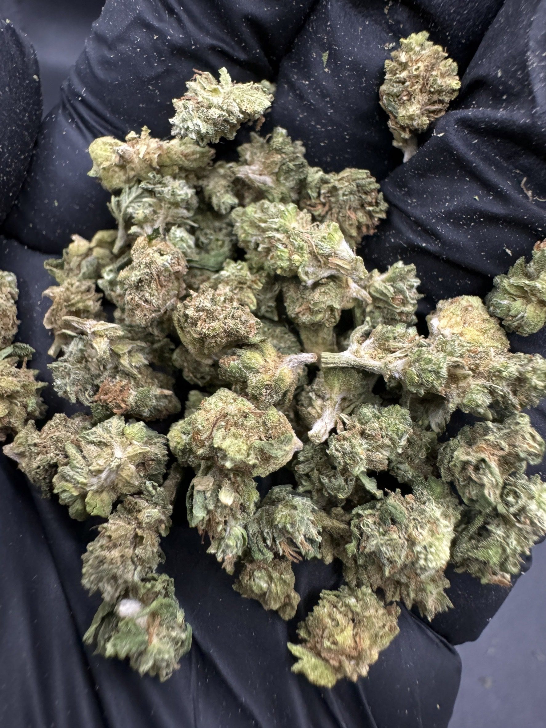 Blackberry Moonrock ( Pop )