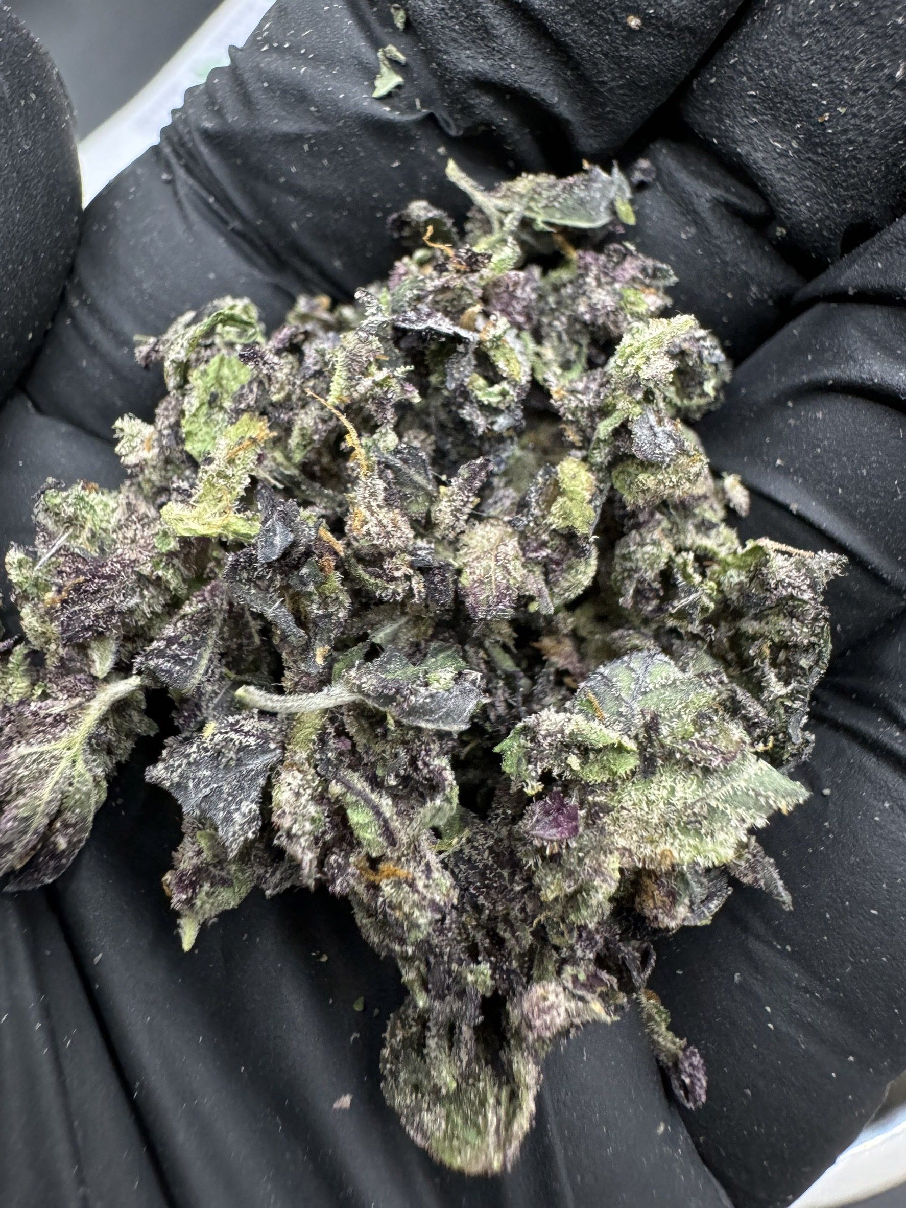 Shake – Black Truffle