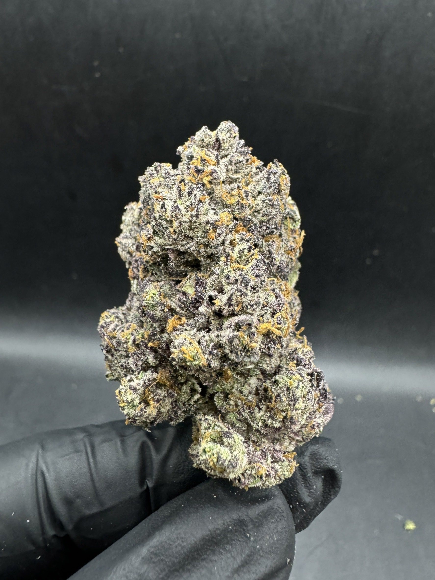 Black Truffle