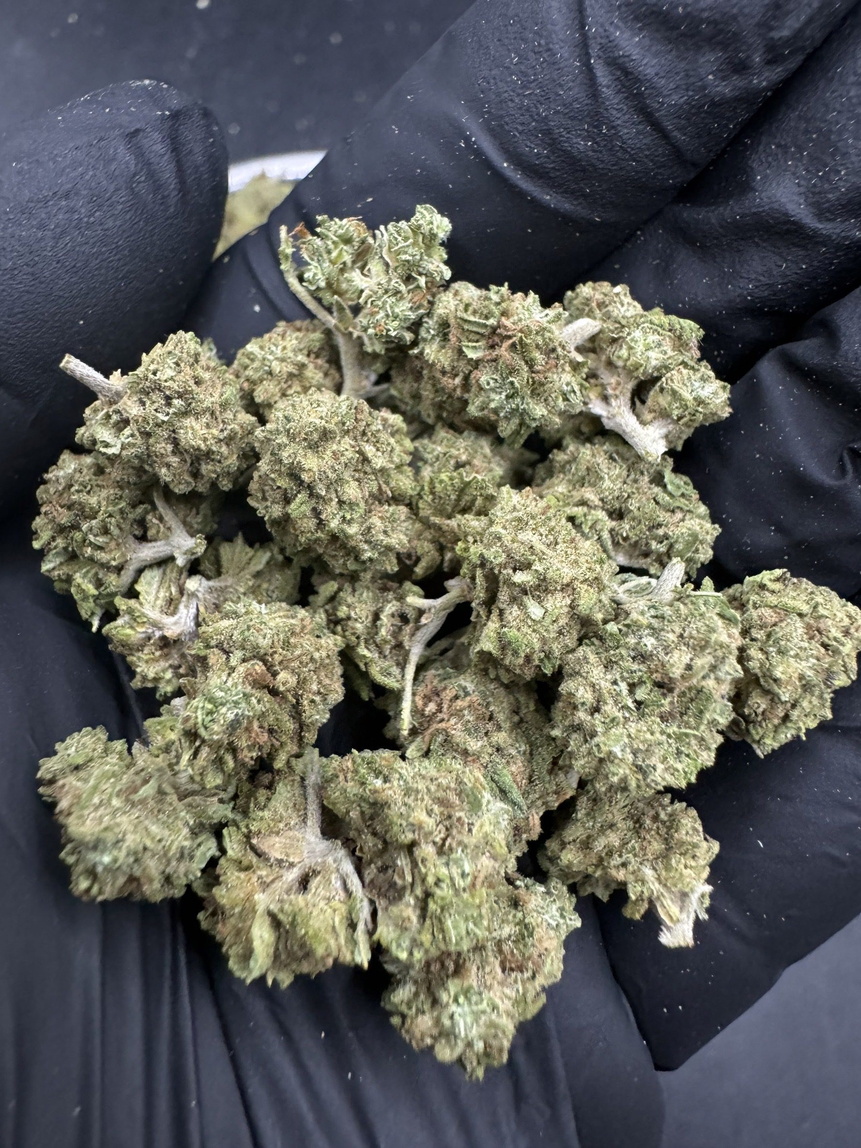 West Coast Diesel ( Pop)