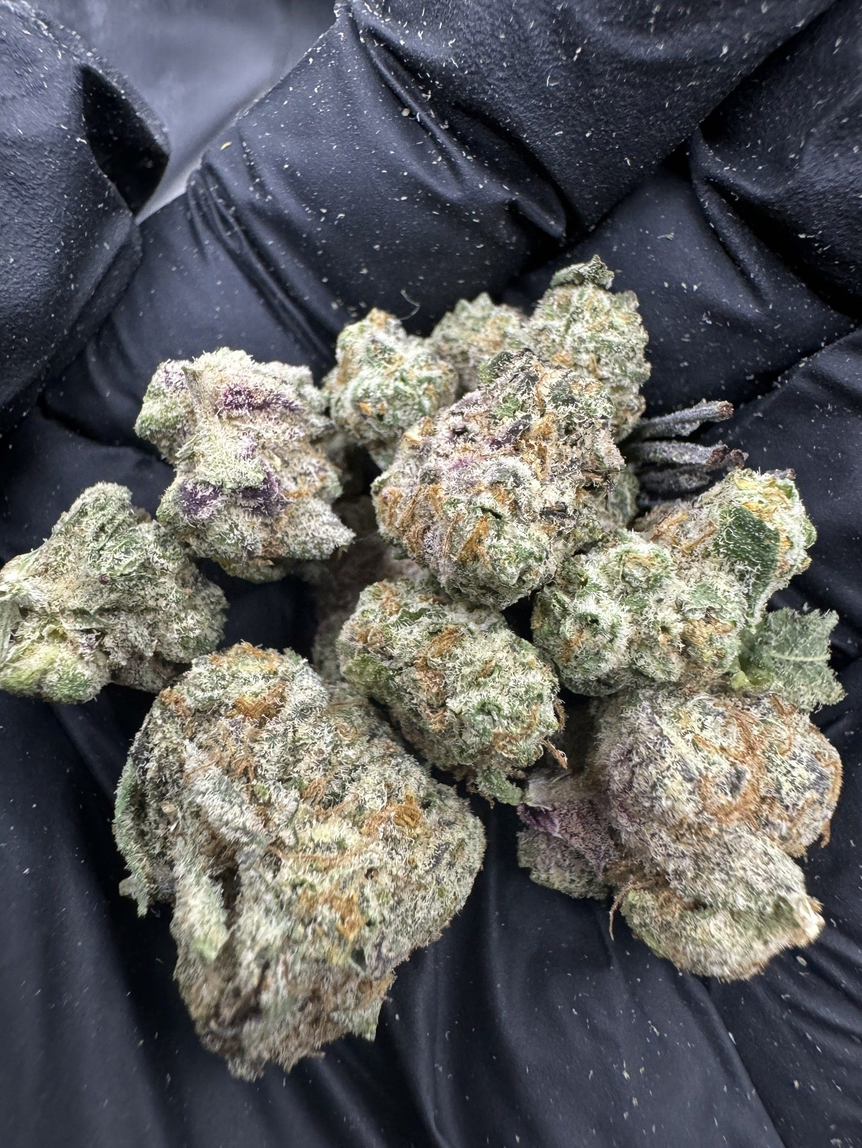 Purple Dawg ( Pop )