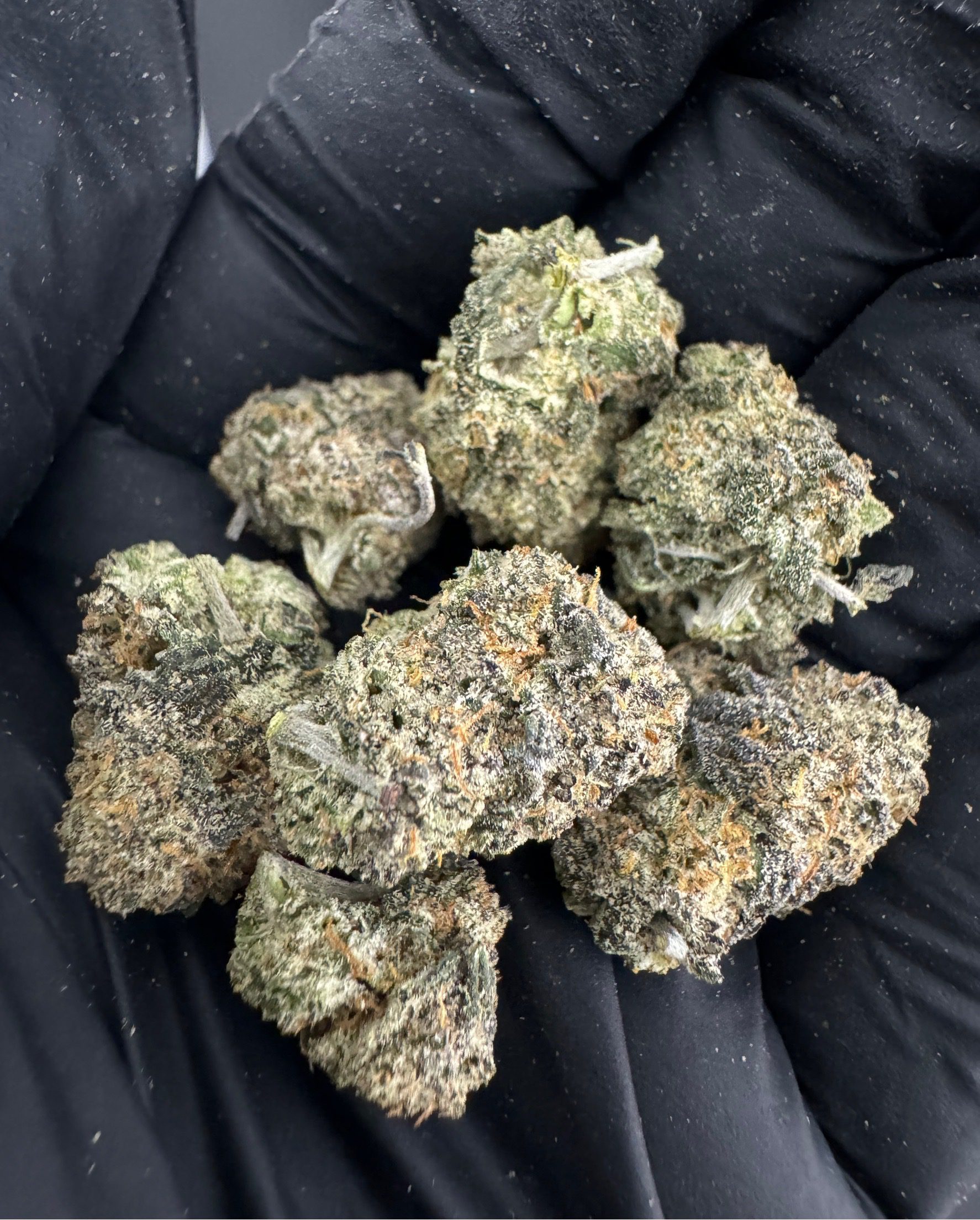 Black Truffle ( Pop )