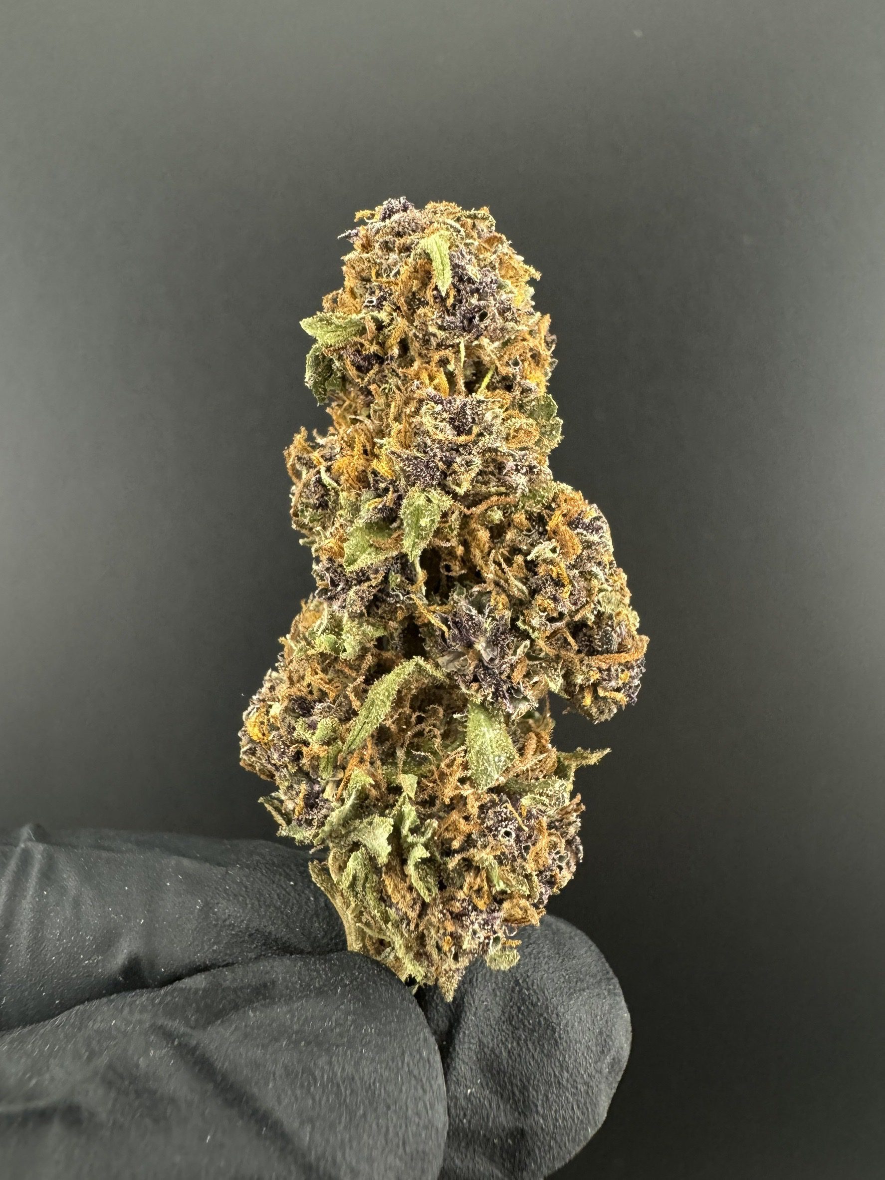 Purple Queen