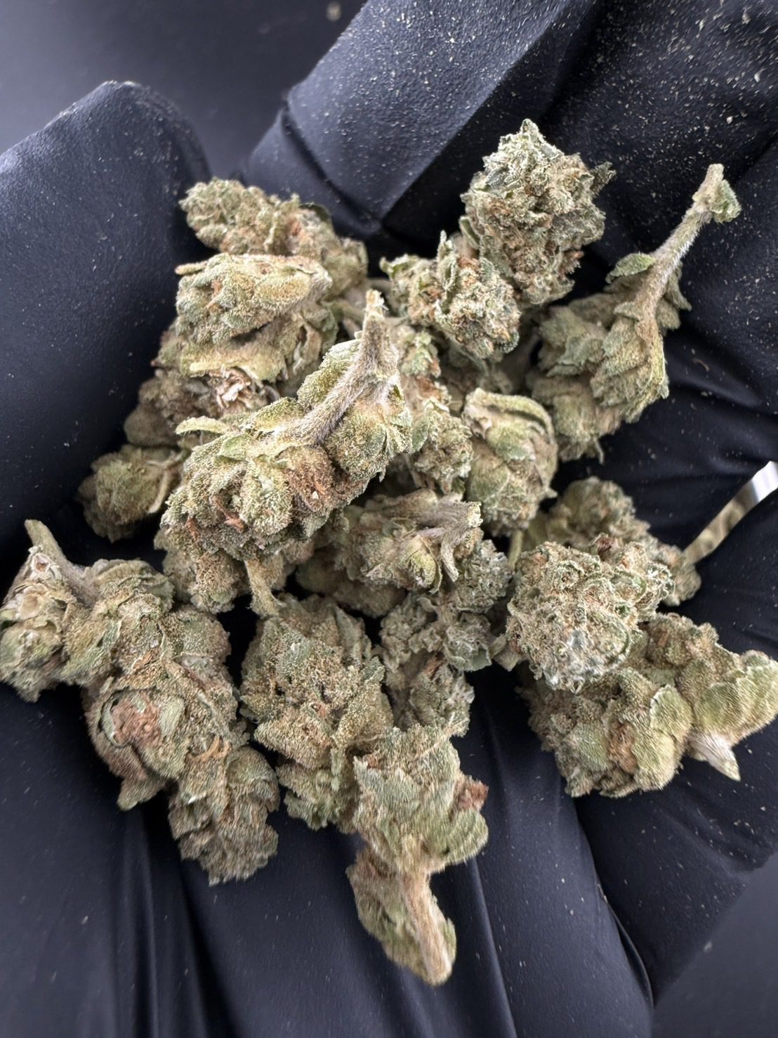 Bruce Banner ( Pop )