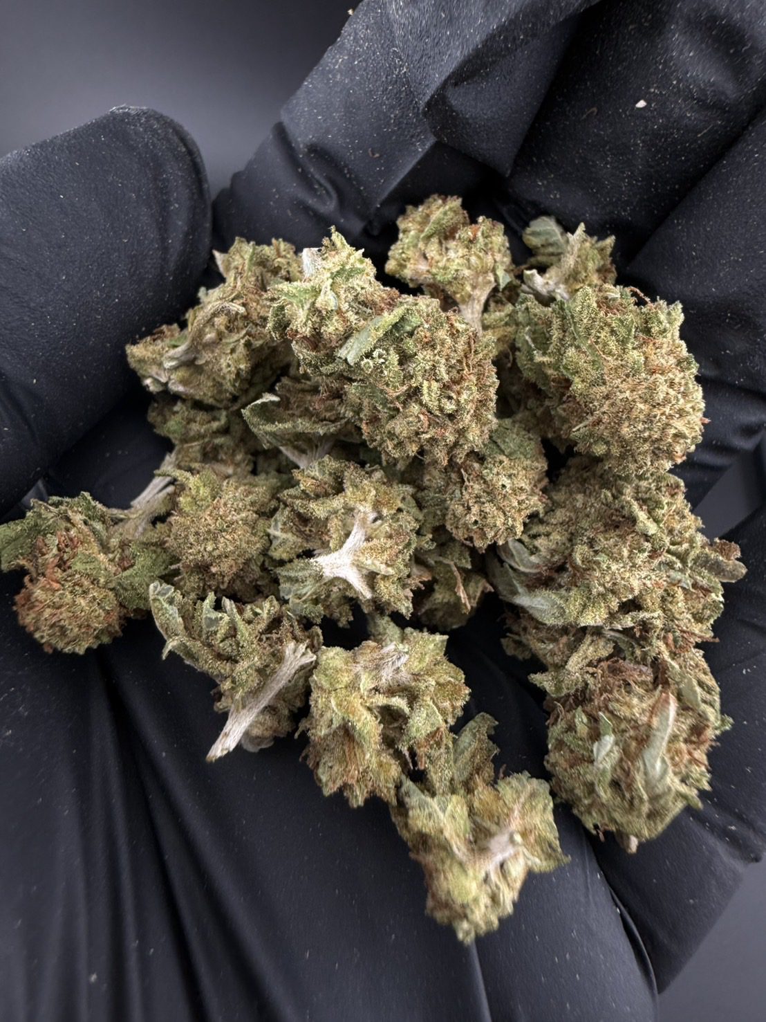 Snoop Dream ( Pop )