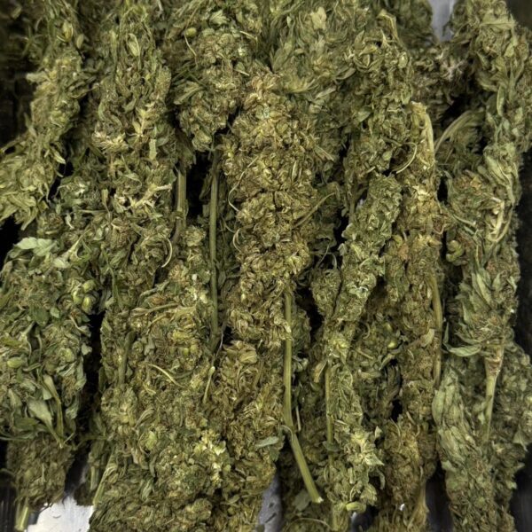 Green Crack ในฤดู