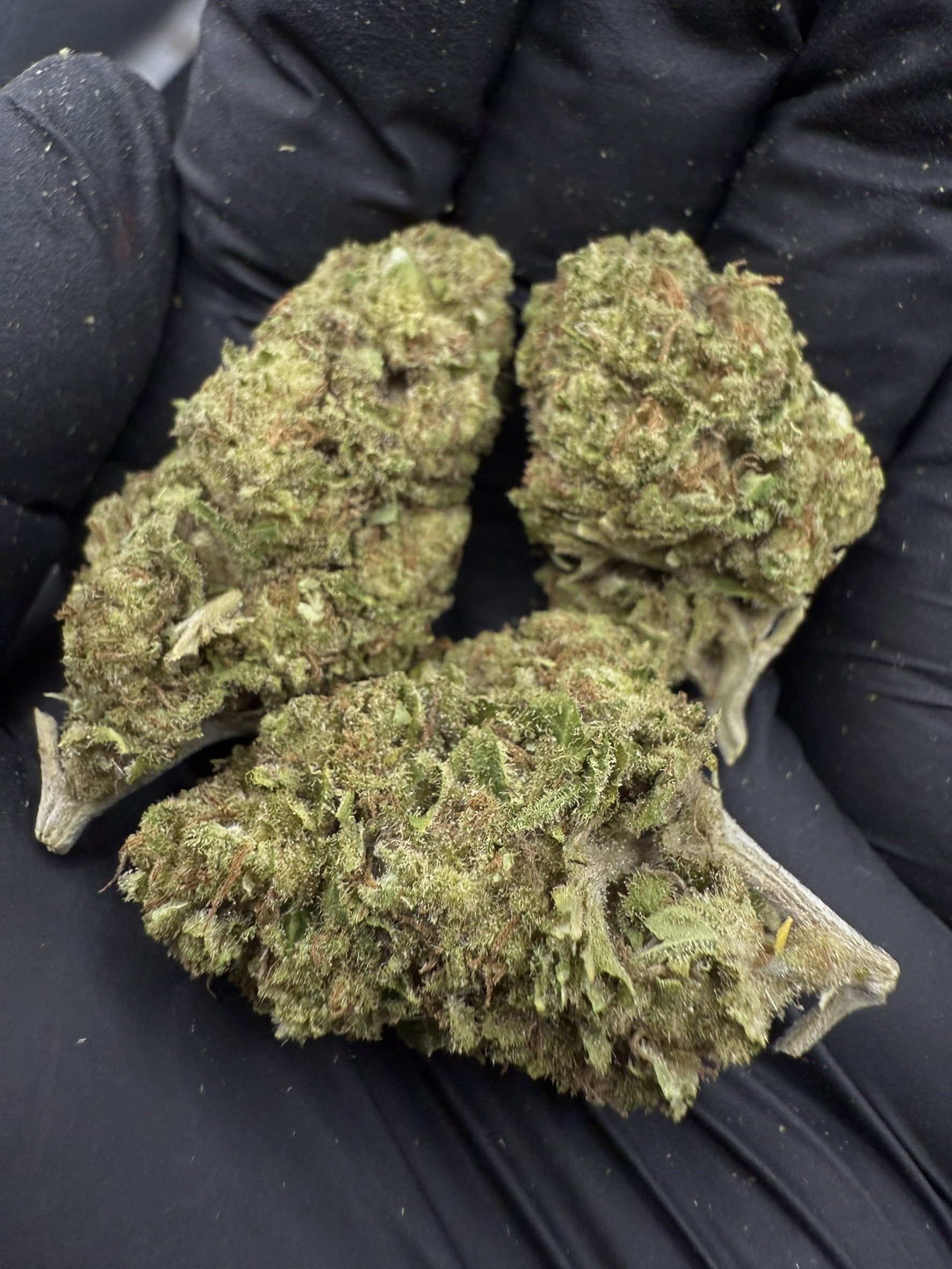 Bruce Banner