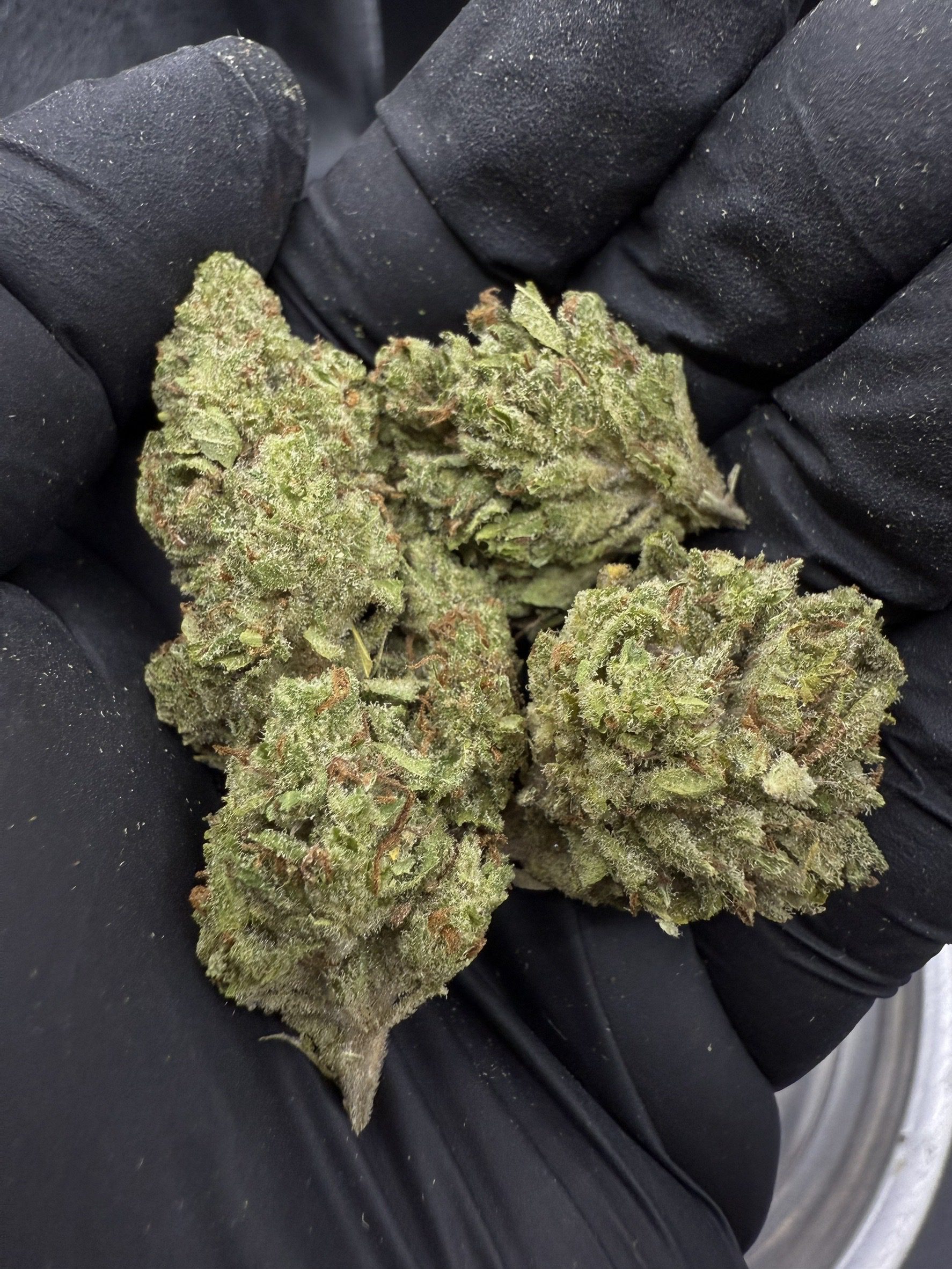Gelato Dream