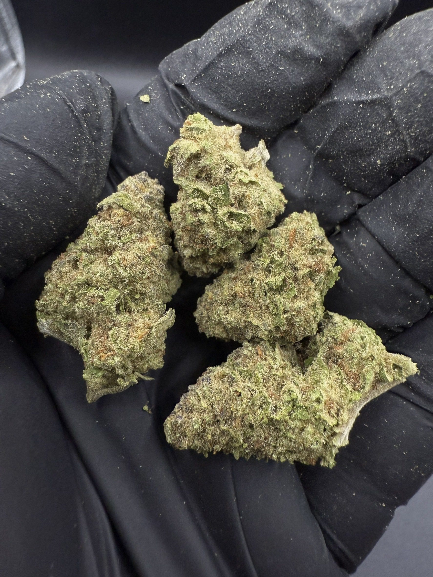 Frozen Gelato