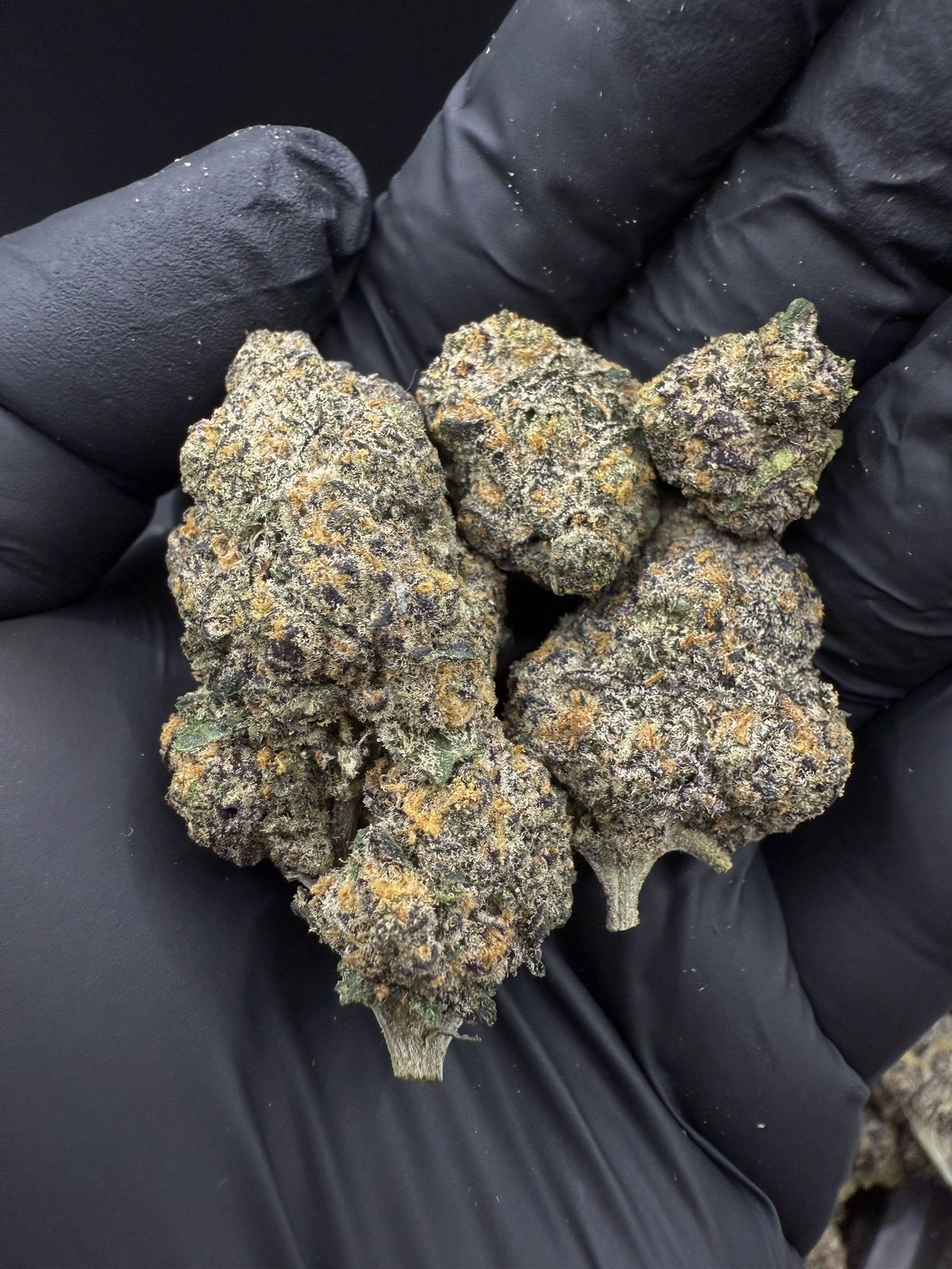 Black Truffle