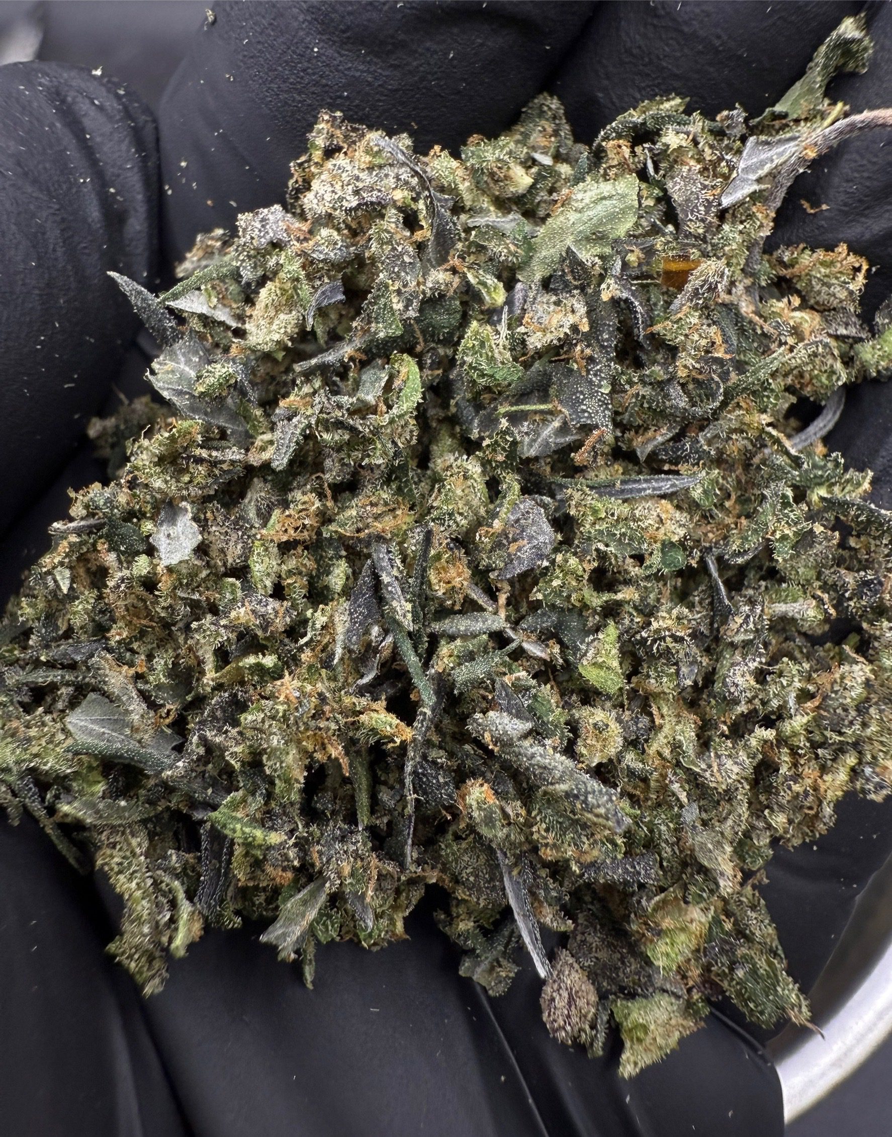 Trim Cherry Cosmo