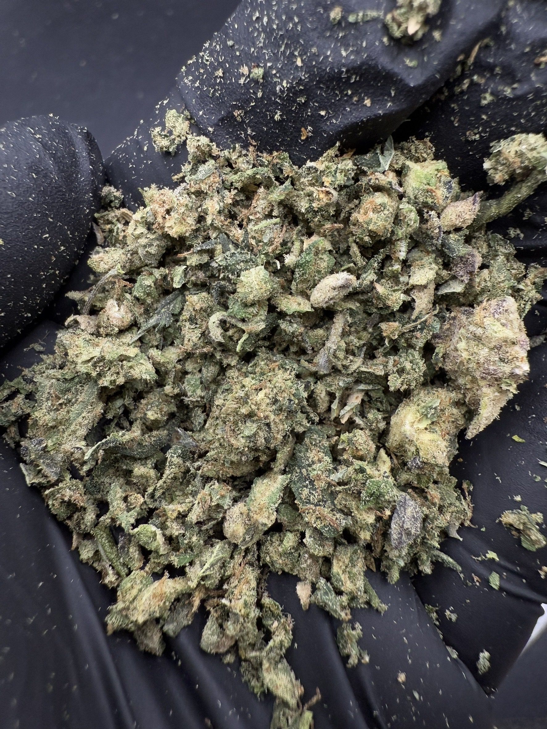 Trim Gelato Runtz
