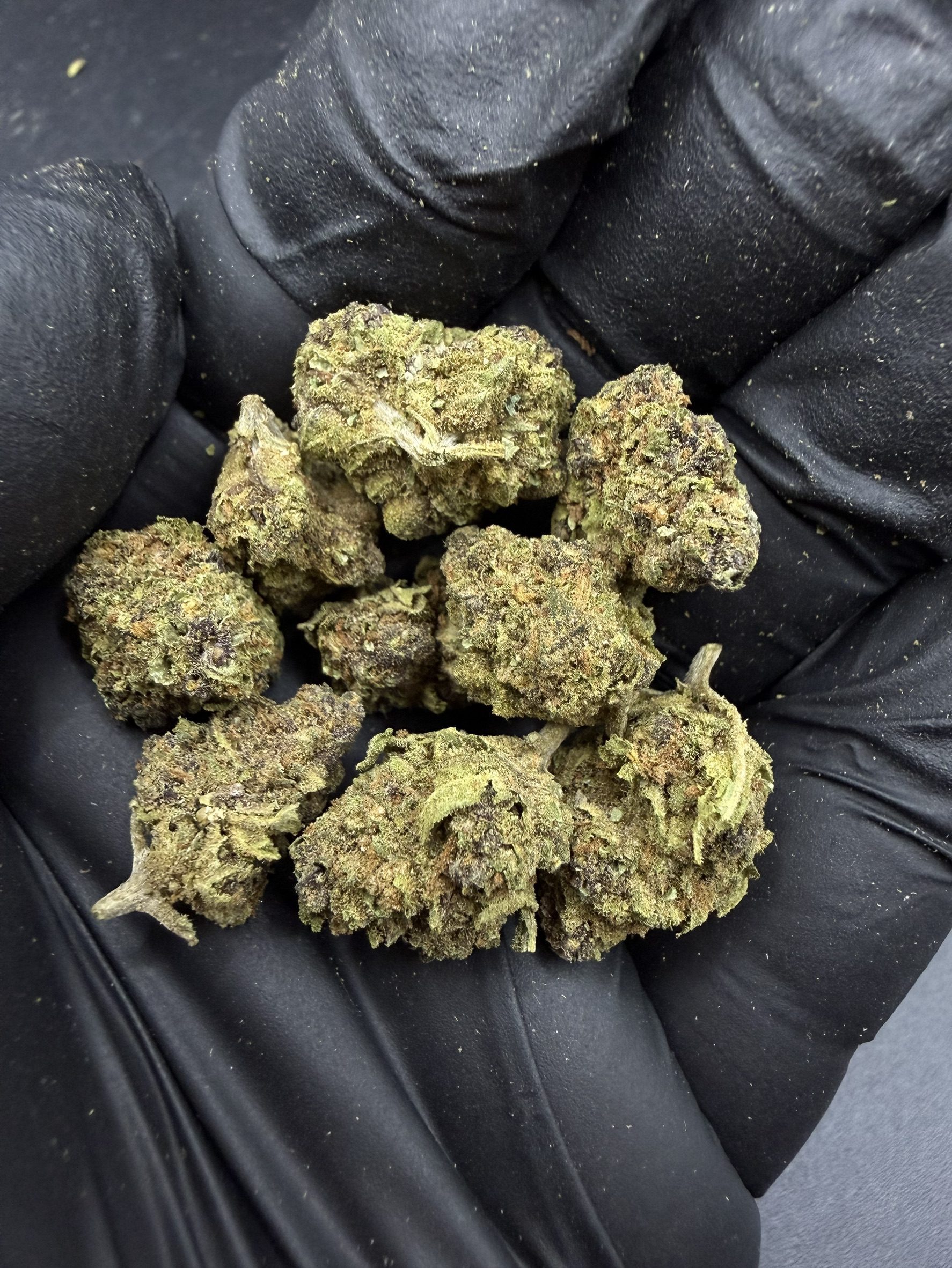 Gelato 41