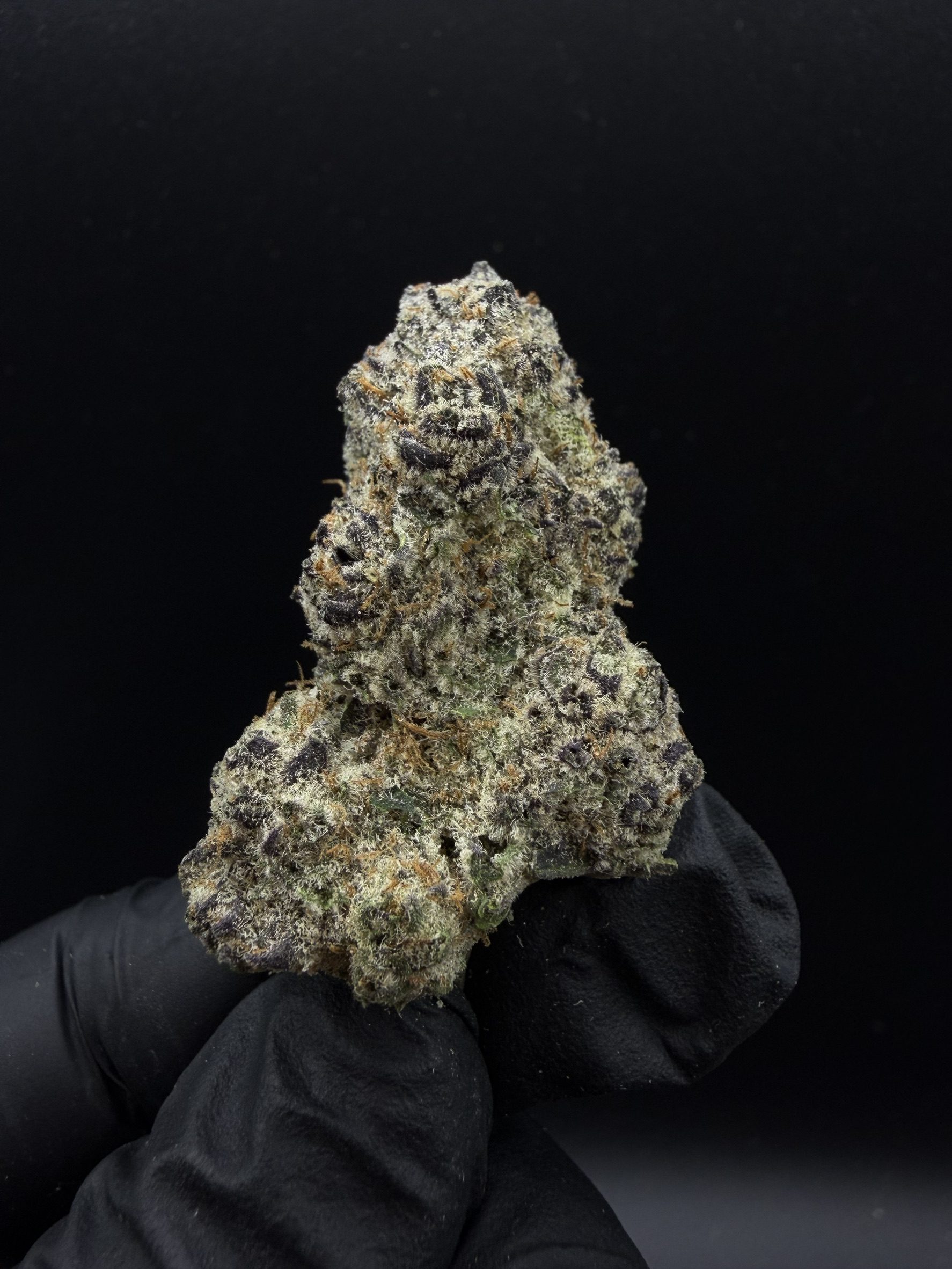 Mimosa