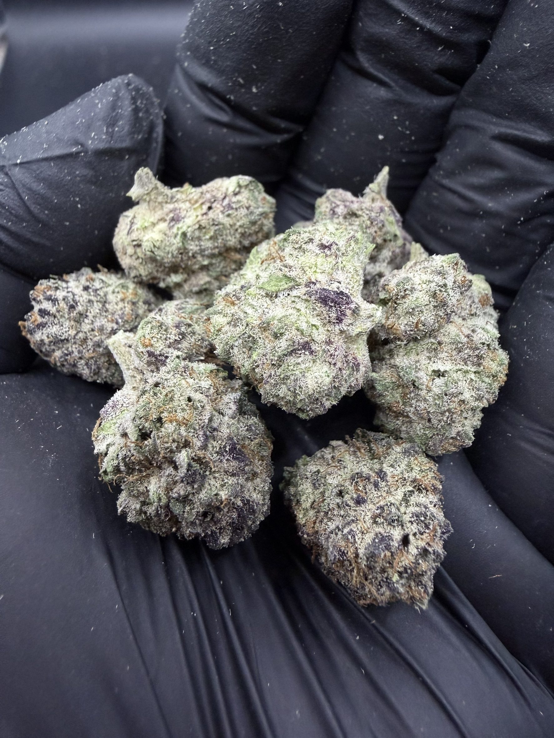 Mimosa