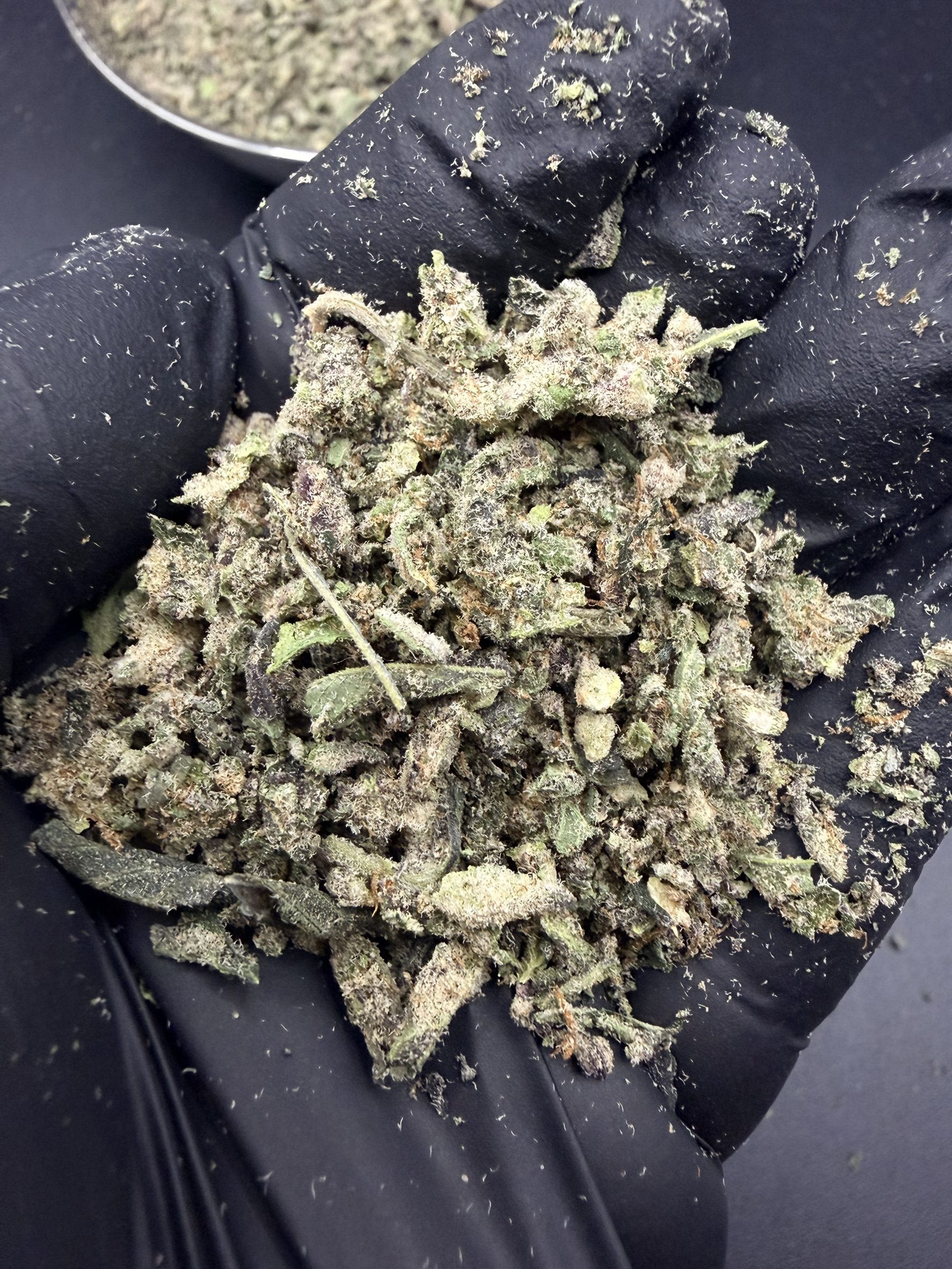 Trim Mimosa