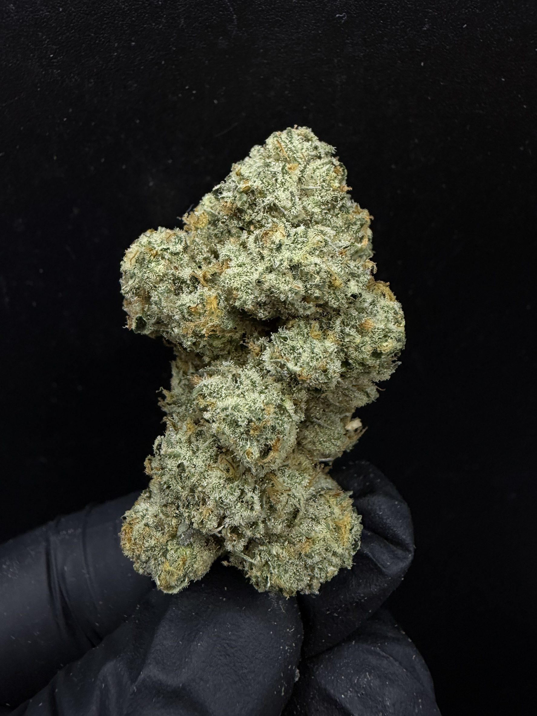 Bananaconda