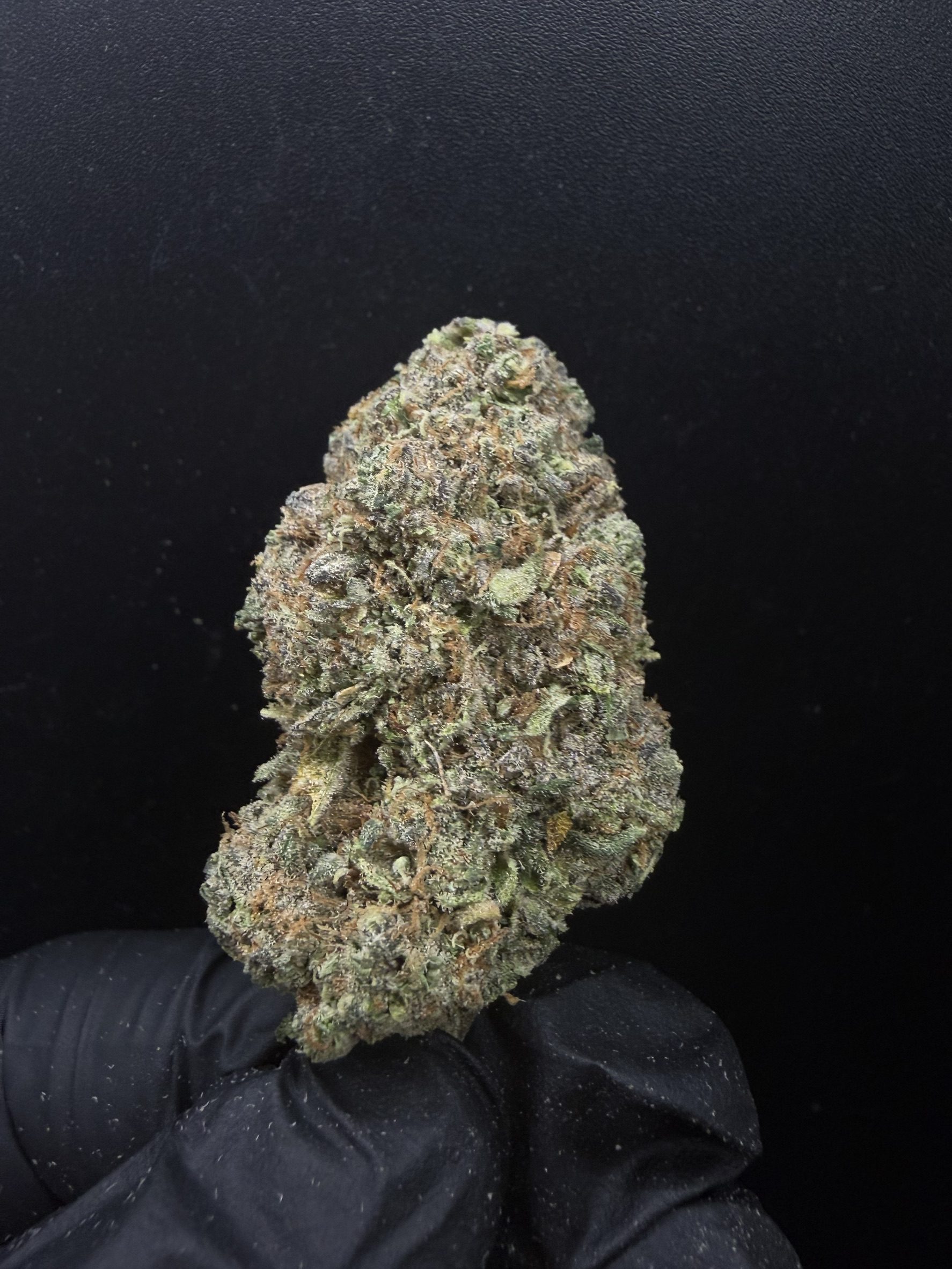 Mimosa