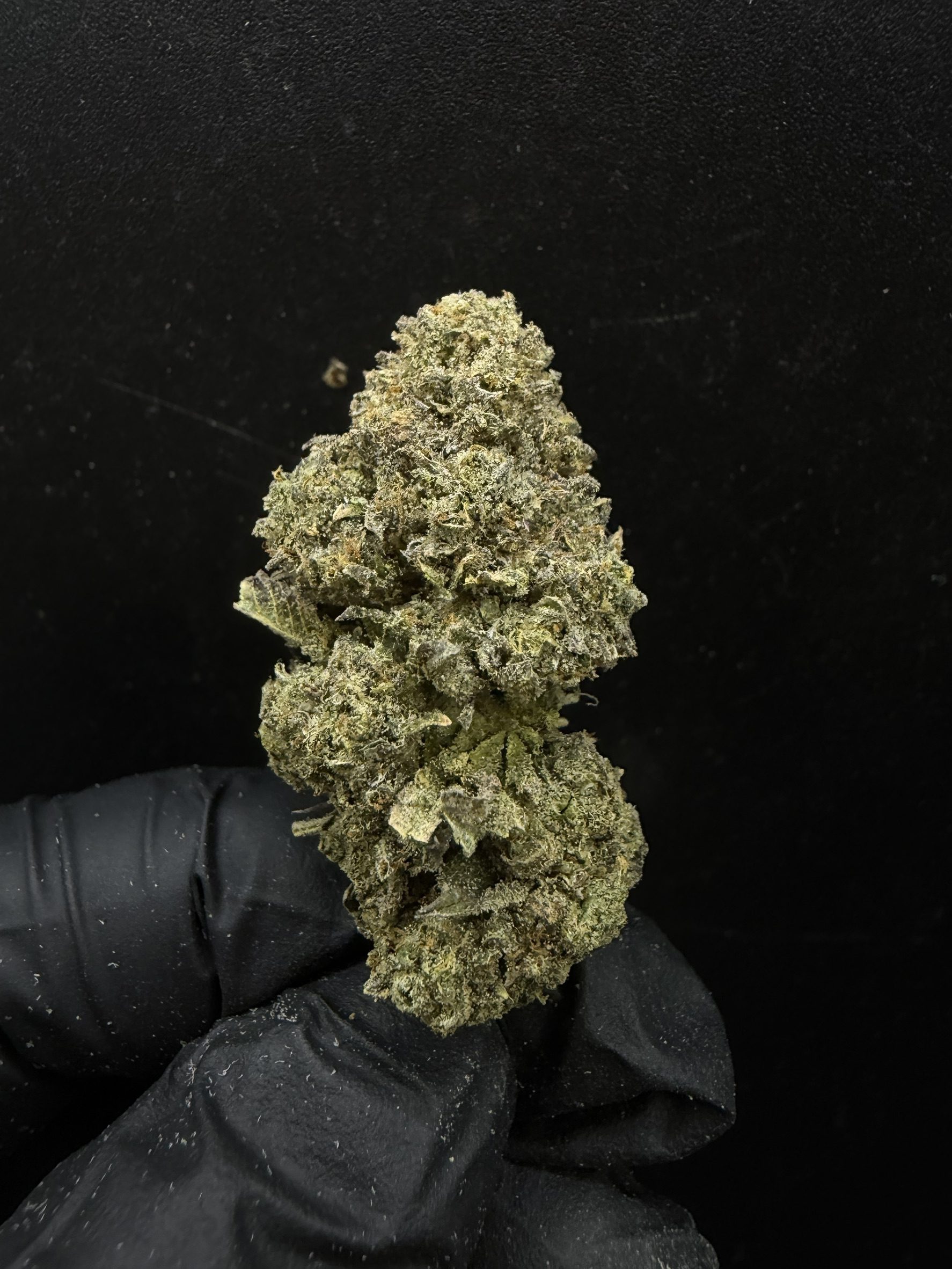 Gelato 33