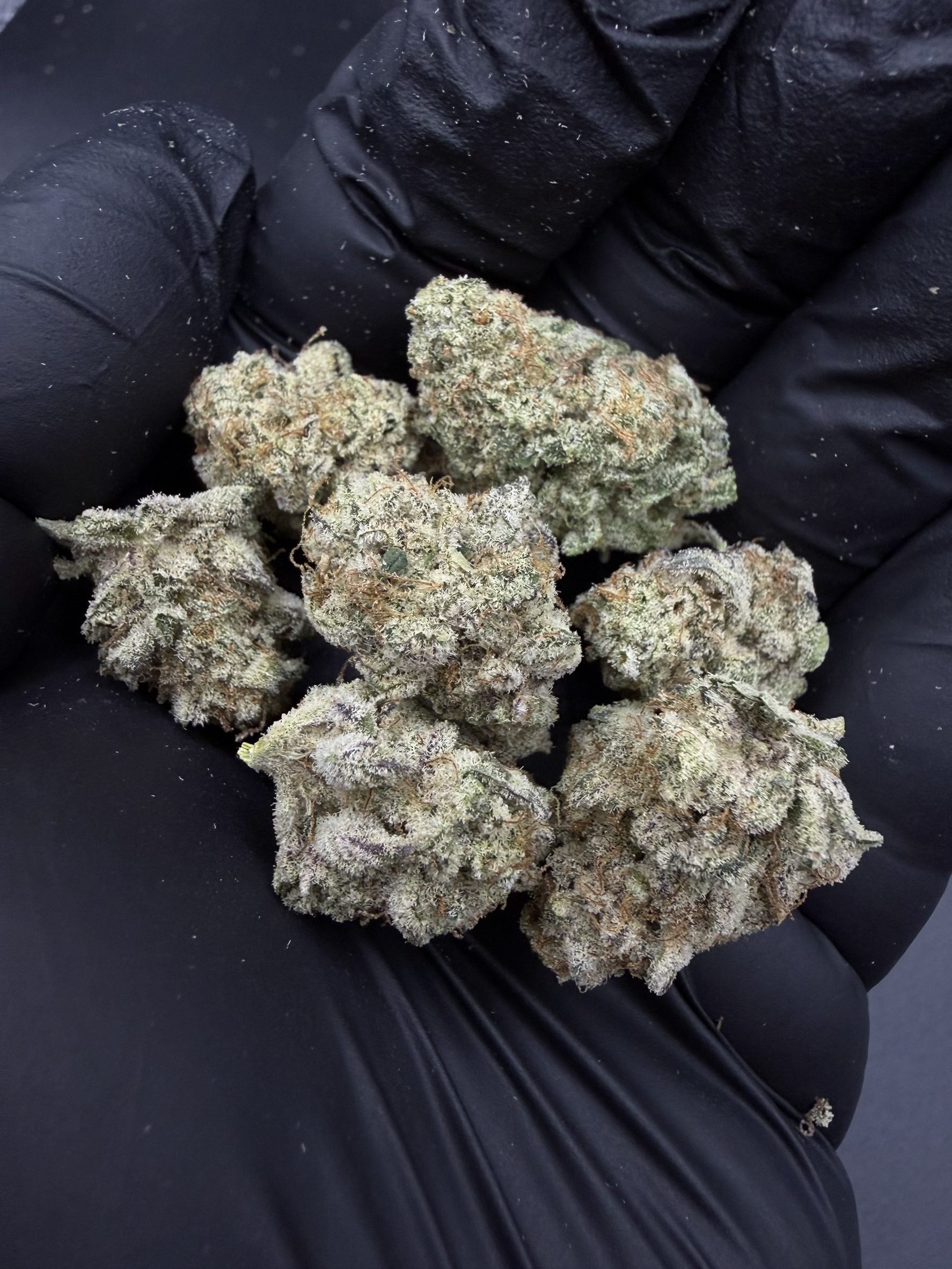 Gorilla Glue