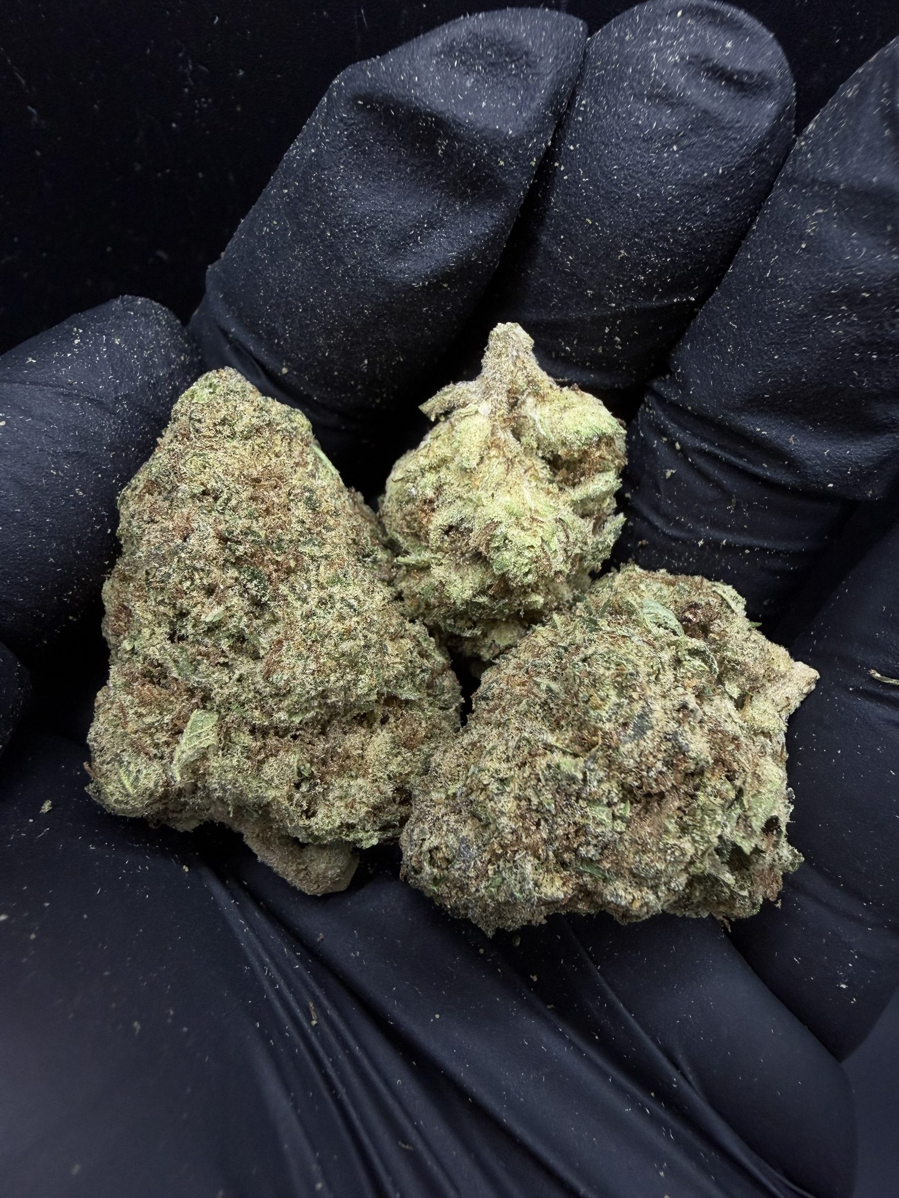 Mimosa Evo