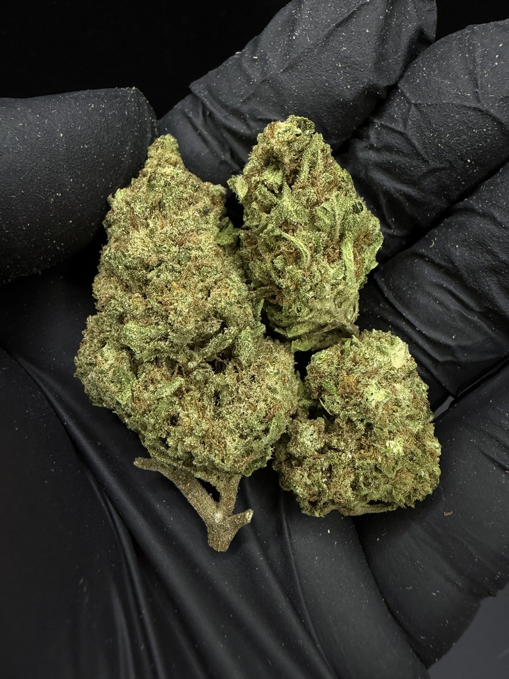 Mimosa