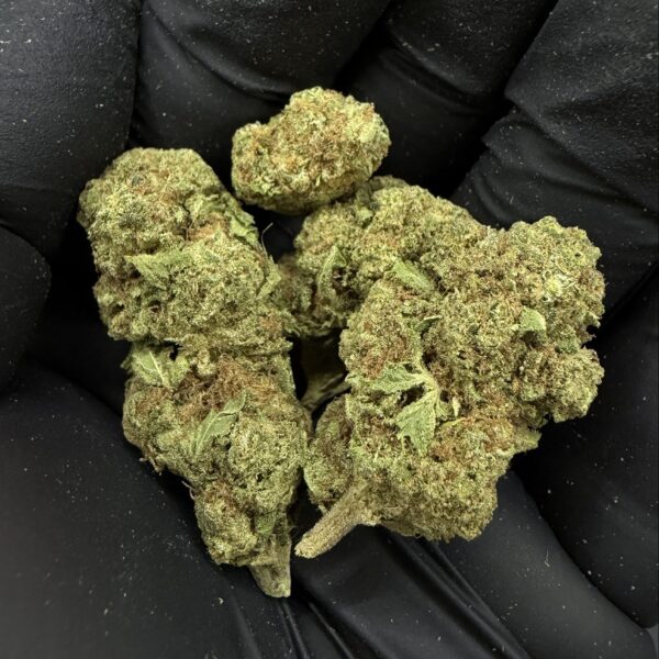 Gelato 33 [ Promotion ]