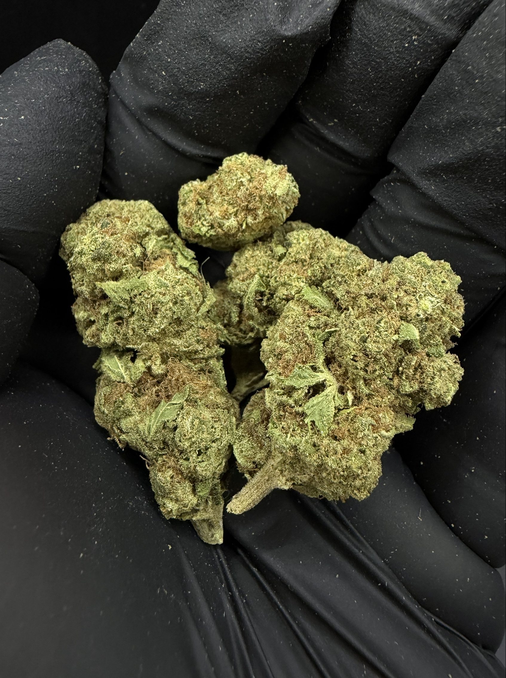 Gelato 33
