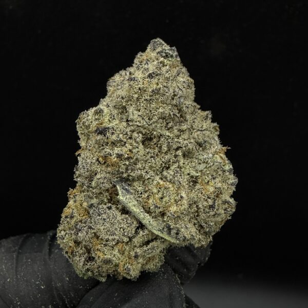King's Kush
