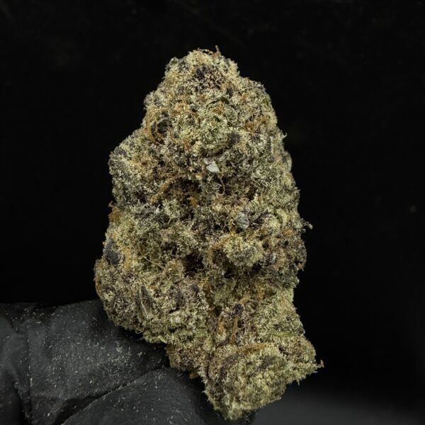 Mimosa
