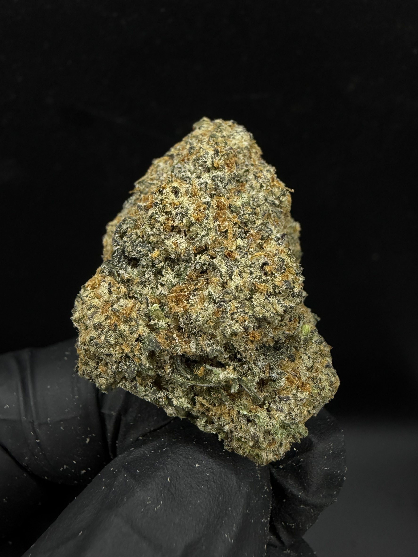 White Truffle
