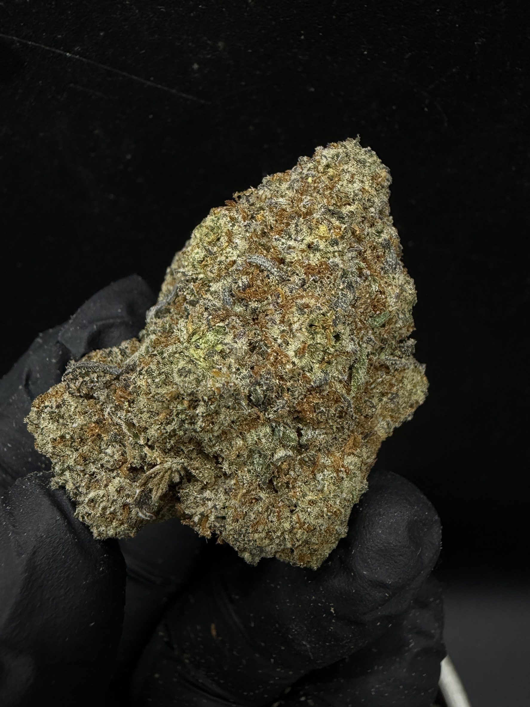 White Truffle - Image 2